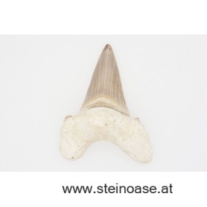 1 Stk. Haifisch-Zahn L